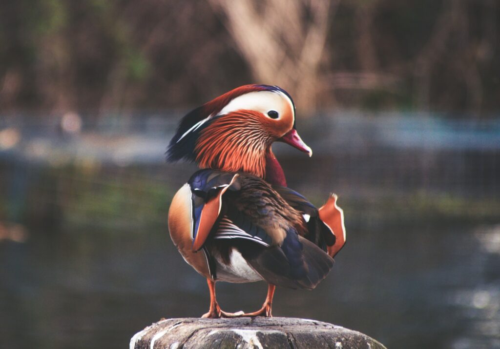 Hyde Park is filled with wildlife throughout the year. Photo: Paolo Nicolello/Unsplash